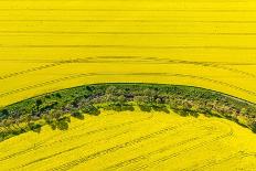 Canola Flowers in Full Bloom-Irene Wu-Giclee Print