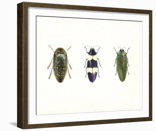 Iridescent Beetles-Irene Suchocki-Framed Giclee Print