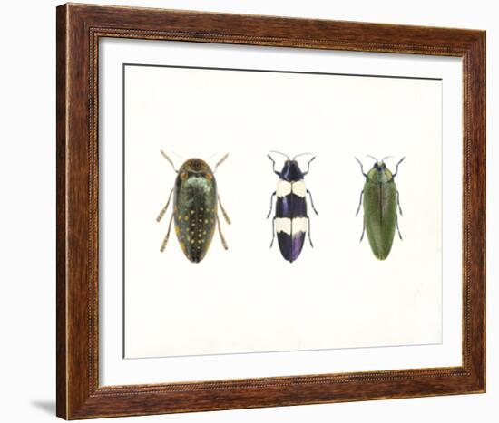 Iridescent Beetles-Irene Suchocki-Framed Giclee Print