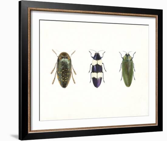 Iridescent Beetles-Irene Suchocki-Framed Giclee Print