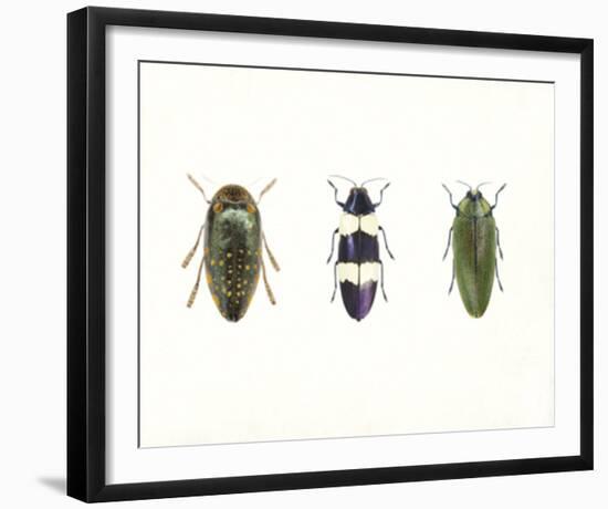 Iridescent Beetles-Irene Suchocki-Framed Giclee Print