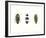 Iridescent Beetles-Irene Suchocki-Framed Giclee Print