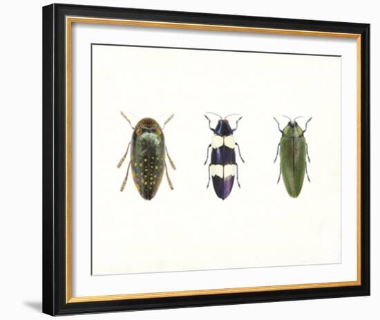 Iridescent Beetles-Irene Suchocki-Framed Giclee Print