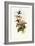 Iridescent Hummingbird, Smaragdochrysis Iridescens-John Gould-Framed Giclee Print