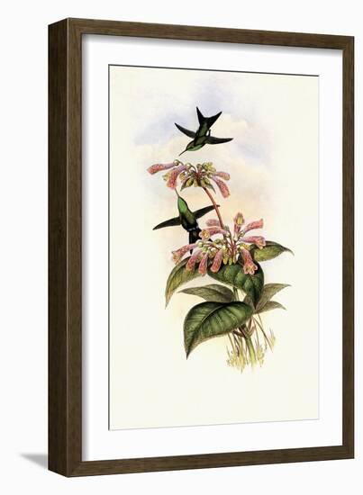 Iridescent Hummingbird, Smaragdochrysis Iridescens-John Gould-Framed Giclee Print