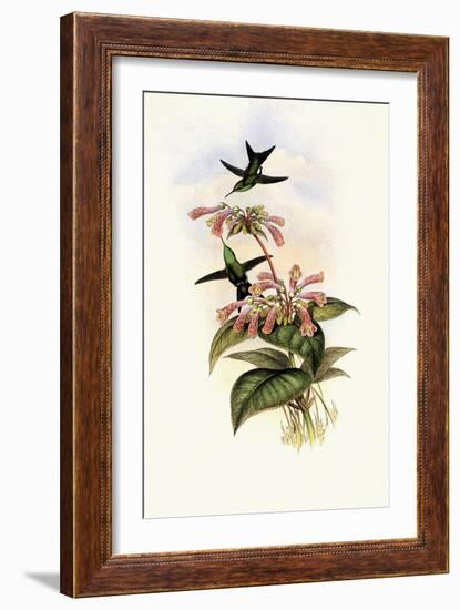 Iridescent Hummingbird, Smaragdochrysis Iridescens-John Gould-Framed Giclee Print