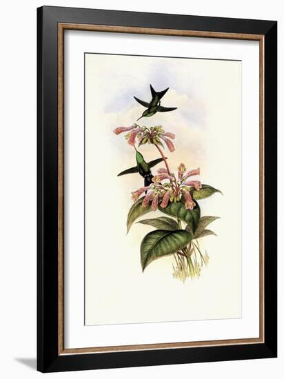 Iridescent Hummingbird, Smaragdochrysis Iridescens-John Gould-Framed Giclee Print