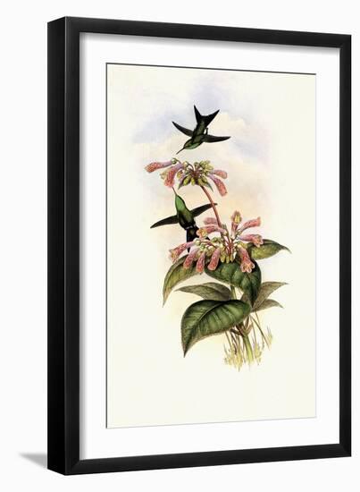 Iridescent Hummingbird, Smaragdochrysis Iridescens-John Gould-Framed Giclee Print