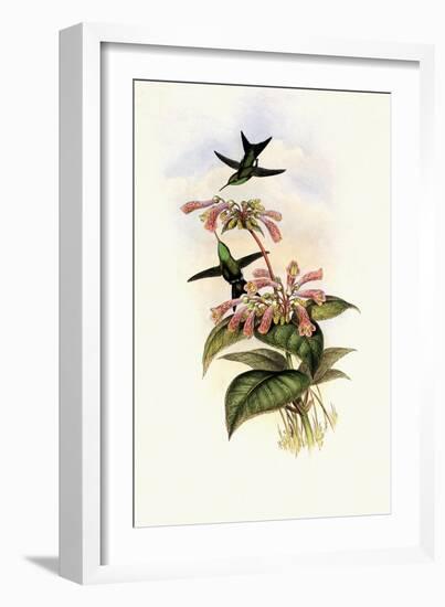 Iridescent Hummingbird, Smaragdochrysis Iridescens-John Gould-Framed Giclee Print