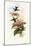 Iridescent Hummingbird, Smaragdochrysis Iridescens-John Gould-Mounted Giclee Print