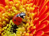 Ladybug-irin-k-Photographic Print