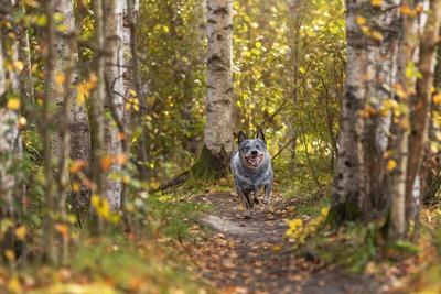 Angry and Barking Australian Cattle Dog is Running at Autumn