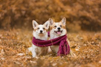 Portrait of Two Welsh Corgi Pembroke Breed Dogs Sitting Together Wearing Scarf at Autumn Nature Photographic Print Irina Nedikova Art
