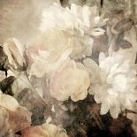 Art Floral Vintage Sepia Background with White Roses-Irina QQQ-Art Print