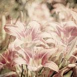 Art Floral Vintage Sepia Background with Light Pink Lilies-Irina QQQ-Art Print