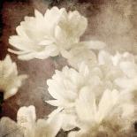 Art Floral Vintage Light Sepia Blurred Background with White Asters and Roses-Irina QQQ-Art Print
