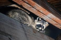 American Raccoon Climbed into the Attic of a House-IrinaK-Premium Photographic Print