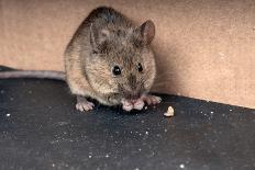 Common House Mouse (Mus Musculus) Gnaws Grain-IrinaK-Photographic Print