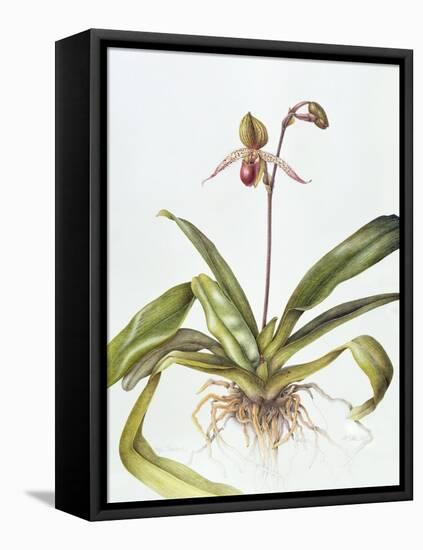 Iris, 1995-Margaret Ann Eden-Framed Premier Image Canvas