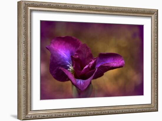 Iris Ablaze-Jessica Jenney-Framed Giclee Print