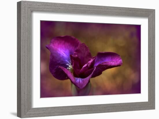 Iris Ablaze-Jessica Jenney-Framed Giclee Print