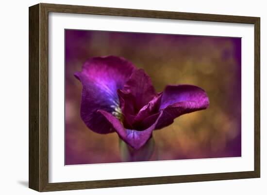 Iris Ablaze-Jessica Jenney-Framed Giclee Print