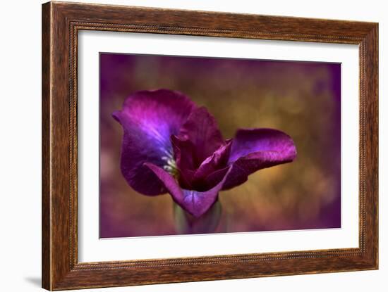 Iris Ablaze-Jessica Jenney-Framed Giclee Print