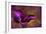 Iris Ablaze-Jessica Jenney-Framed Giclee Print