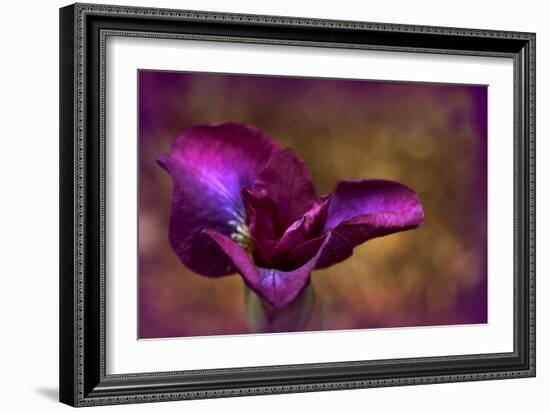 Iris Ablaze-Jessica Jenney-Framed Giclee Print