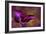 Iris Ablaze-Jessica Jenney-Framed Giclee Print