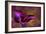 Iris Ablaze-Jessica Jenney-Framed Giclee Print