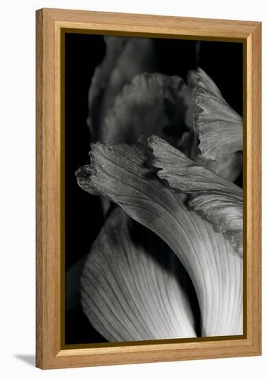 Iris Abstract I-Laura Marshall-Framed Stretched Canvas