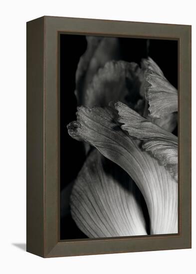 Iris Abstract I-Laura Marshall-Framed Stretched Canvas