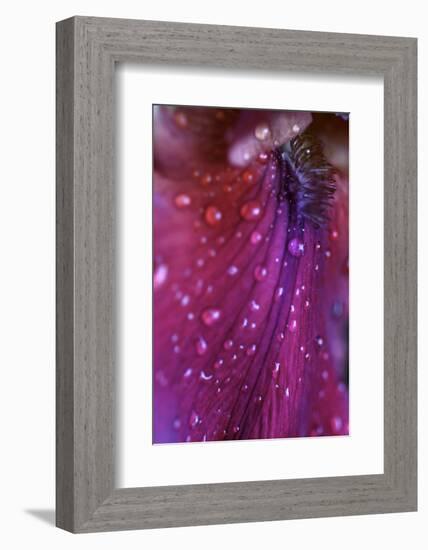 Iris Abstract-Anna Miller-Framed Photographic Print