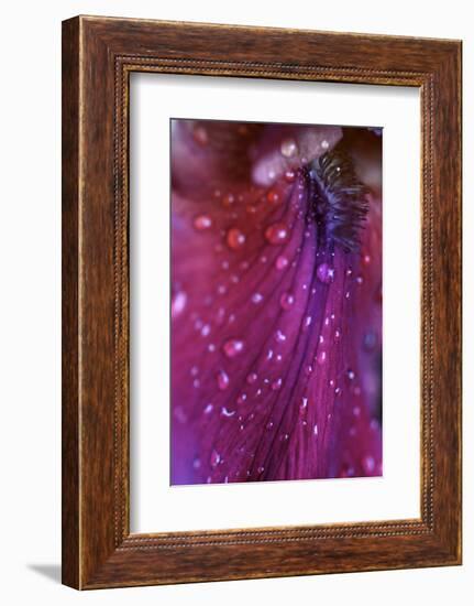 Iris Abstract-Anna Miller-Framed Photographic Print