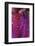 Iris Abstract-Anna Miller-Framed Photographic Print