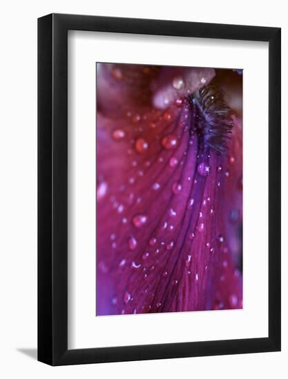 Iris Abstract-Anna Miller-Framed Photographic Print