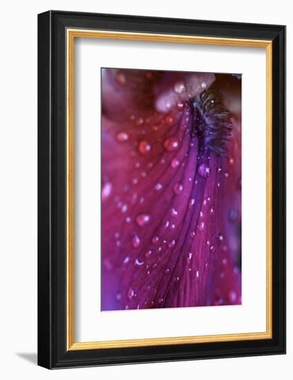 Iris Abstract-Anna Miller-Framed Photographic Print