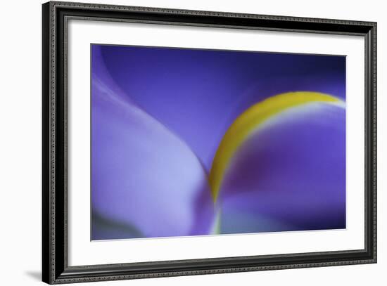 Iris Abstract-Anna Miller-Framed Photographic Print