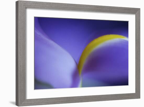 Iris Abstract-Anna Miller-Framed Photographic Print