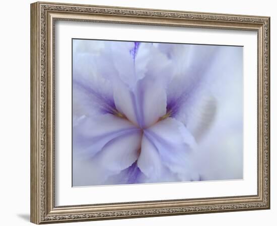 Iris Abstract-Anna Miller-Framed Photographic Print