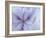 Iris Abstract-Anna Miller-Framed Photographic Print