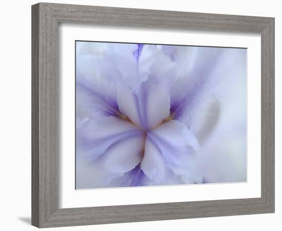 Iris Abstract-Anna Miller-Framed Photographic Print