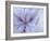 Iris Abstract-Anna Miller-Framed Photographic Print