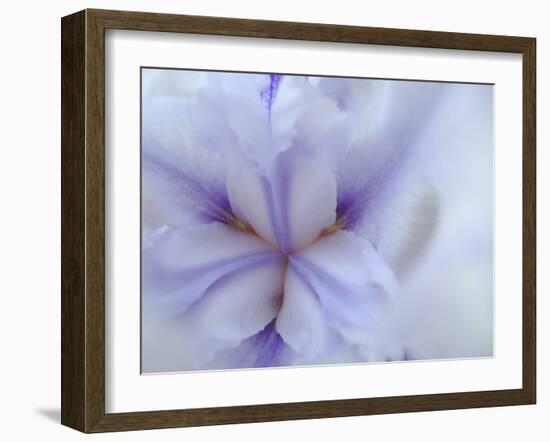 Iris Abstract-Anna Miller-Framed Photographic Print