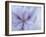 Iris Abstract-Anna Miller-Framed Photographic Print