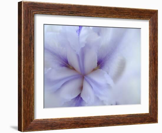 Iris Abstract-Anna Miller-Framed Photographic Print