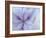 Iris Abstract-Anna Miller-Framed Photographic Print