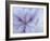 Iris Abstract-Anna Miller-Framed Photographic Print