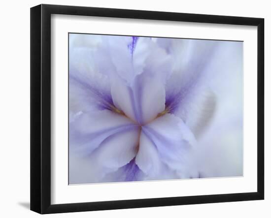 Iris Abstract-Anna Miller-Framed Photographic Print